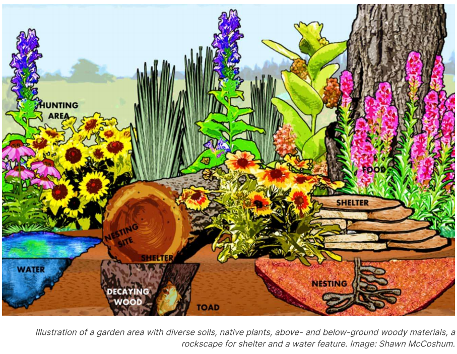 Illustration of a garden area with diverse soils, native plants, above- and below-ground woody materials, a water feature, a large tree with labeled shelter and food areas, a fallen log with nesting site and decaying wood, various flowering plants, and a rockscape for shelter and nesting.