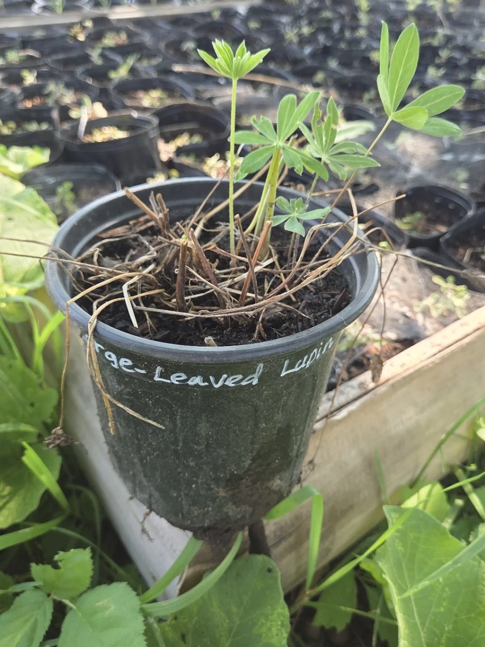 large leaved lupine.jpg
