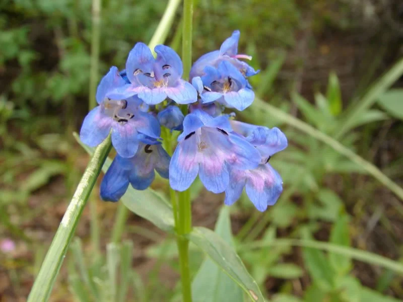 Penstemon_rydbergii_3_BLMSherriHagwood_lg.jpg
