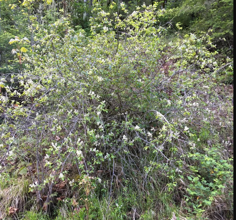 red stem ceanothus3.jpg.png