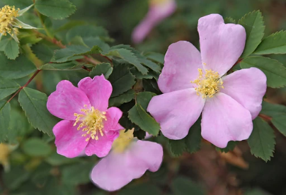 Rosa woodsii (Woods' rose)
