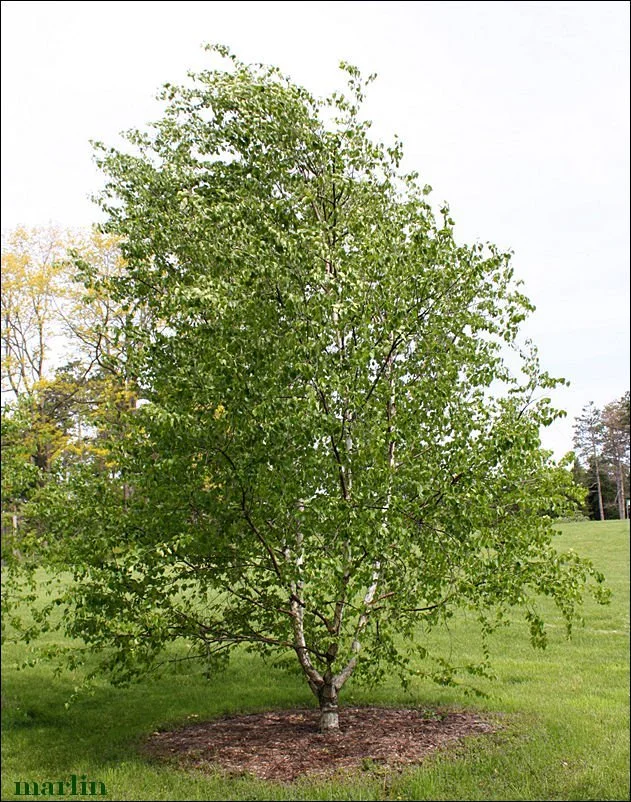 paper-birch-1.jpg