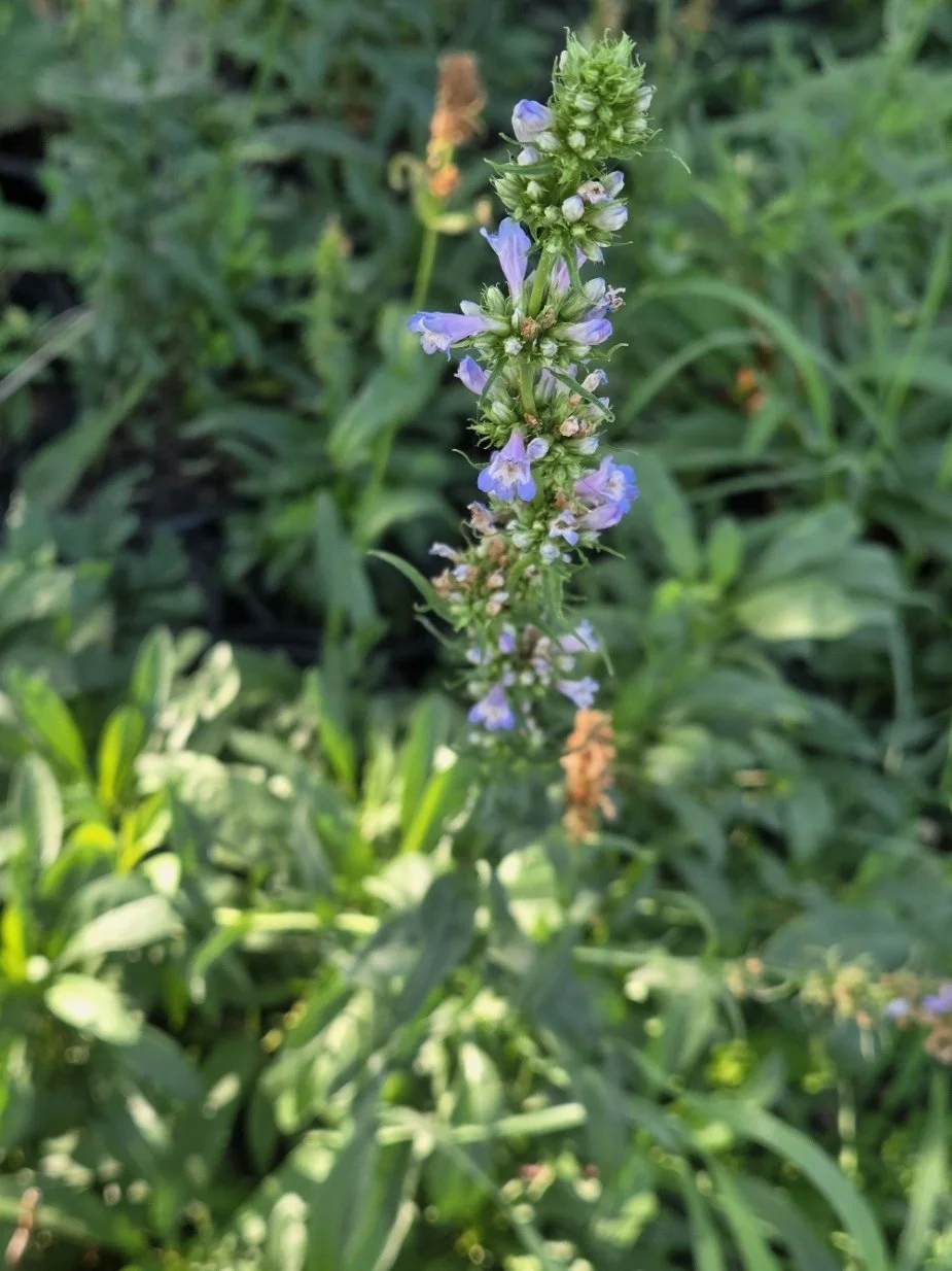 Rydberg's penstemon flower.jpg