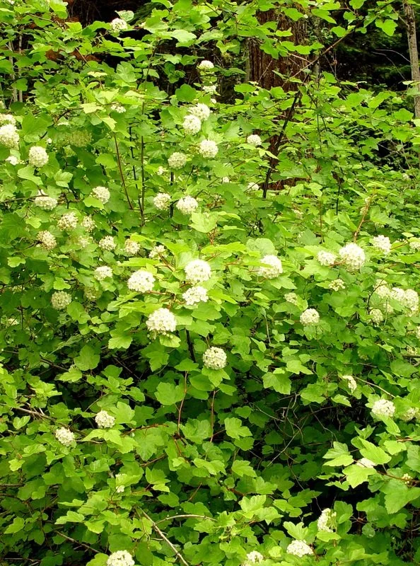Physocarpus malvaceus (Mallow ninebark)