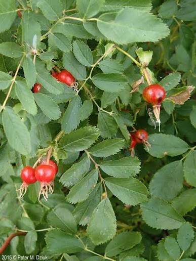 Woods' rose hips.jpg