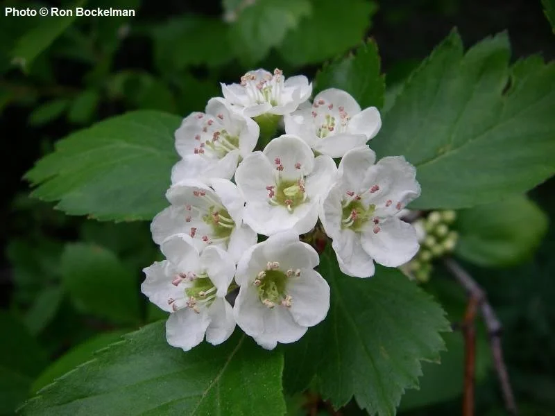 douglas hawthorn flower.jpg