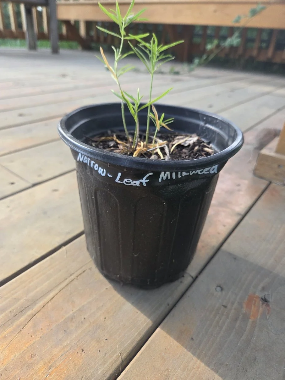 Narrow-leaf milkweed pot.jpg