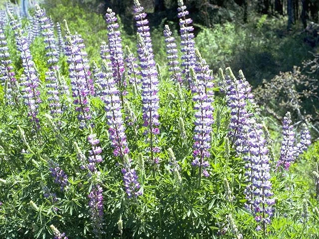 large-leaf lupine.jpg