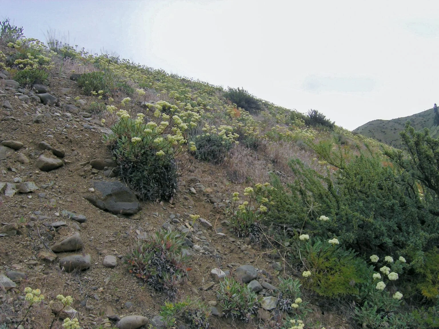 Wyeth buckwheat rocky slope.jpg
