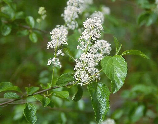 Ceanothus sanguineus (Red-stem ceanothus)