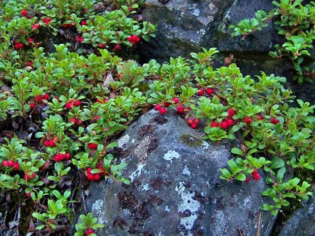 kinnikinnick berries.jpg