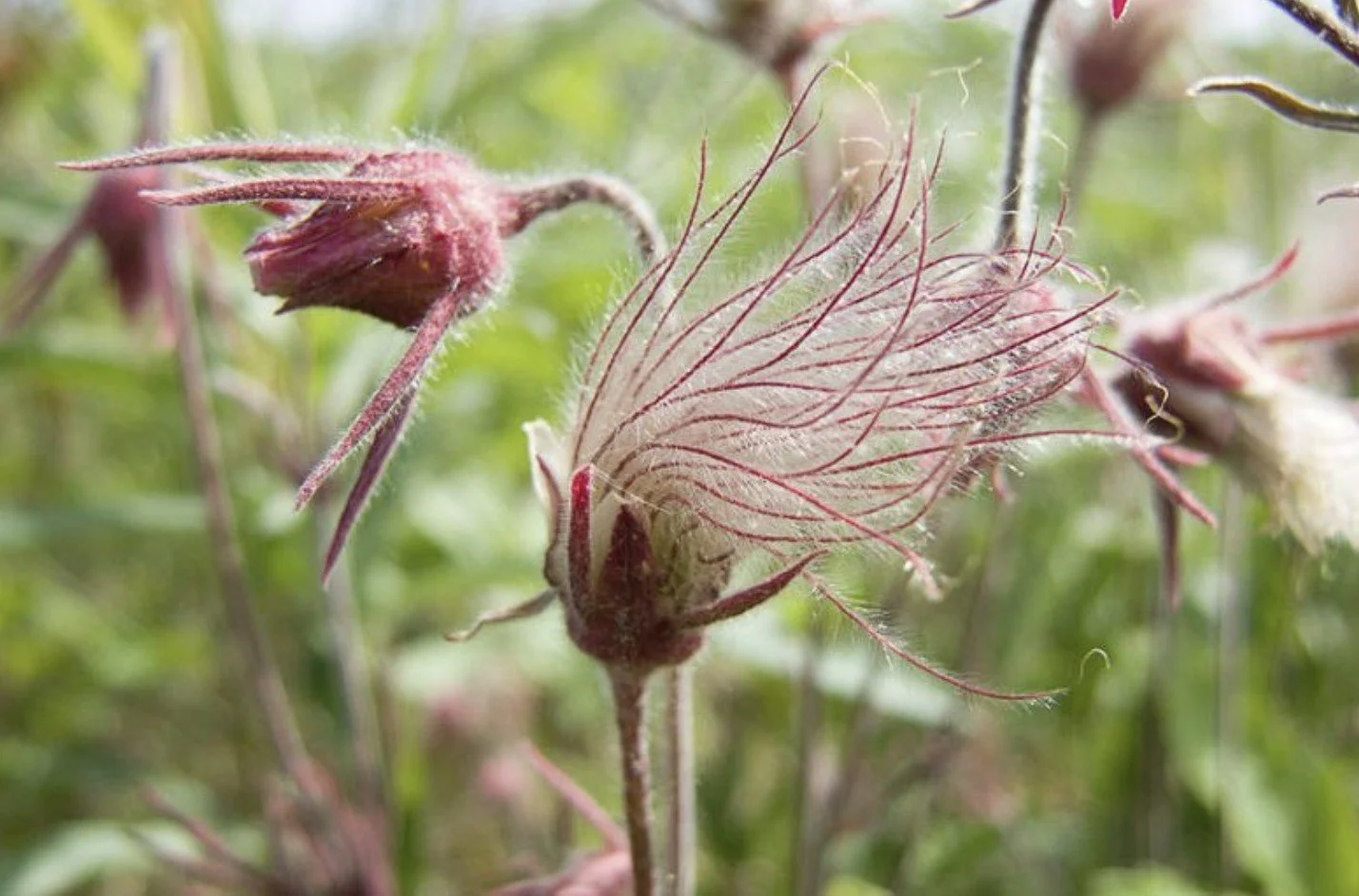 Prairie Smoke flower.jpg