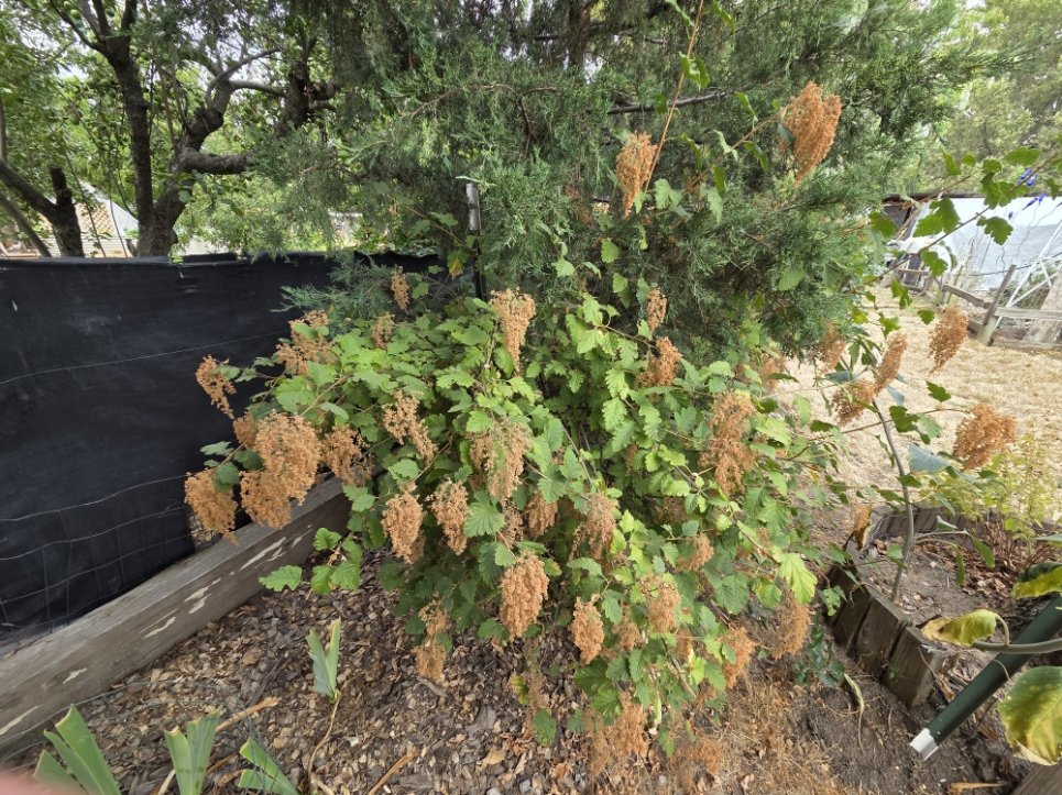 Ocean spray seed pods_Mark.jpg