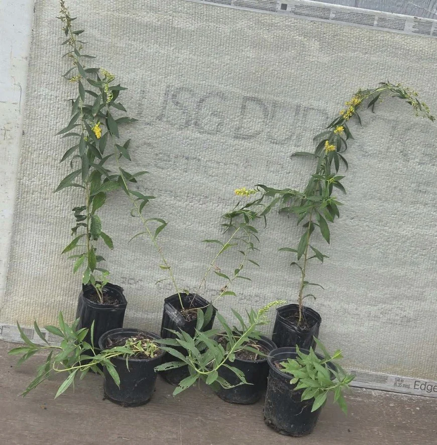 goldenrod several pots.jpg
