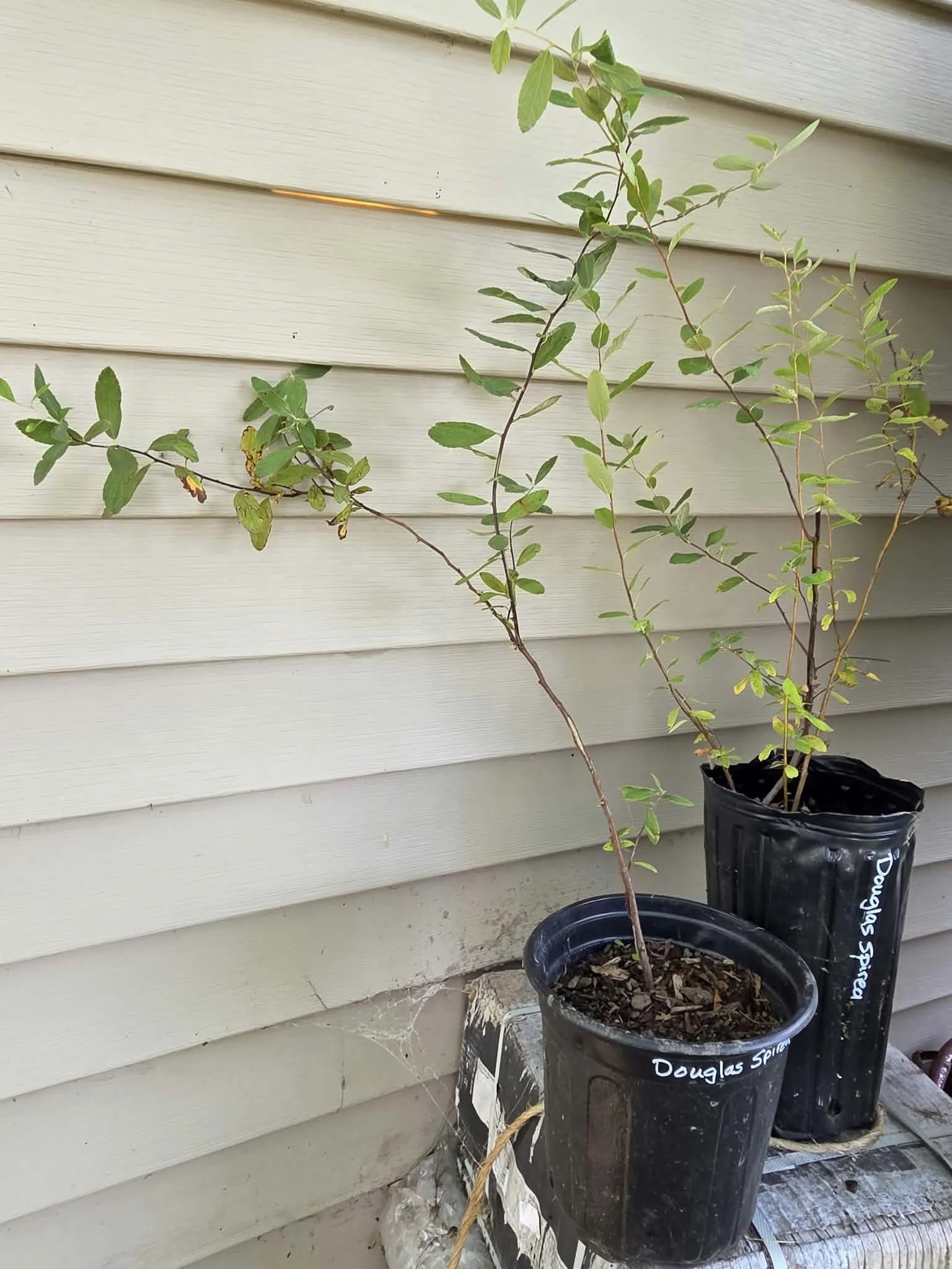 Douglas spirea 2 pots.jpg