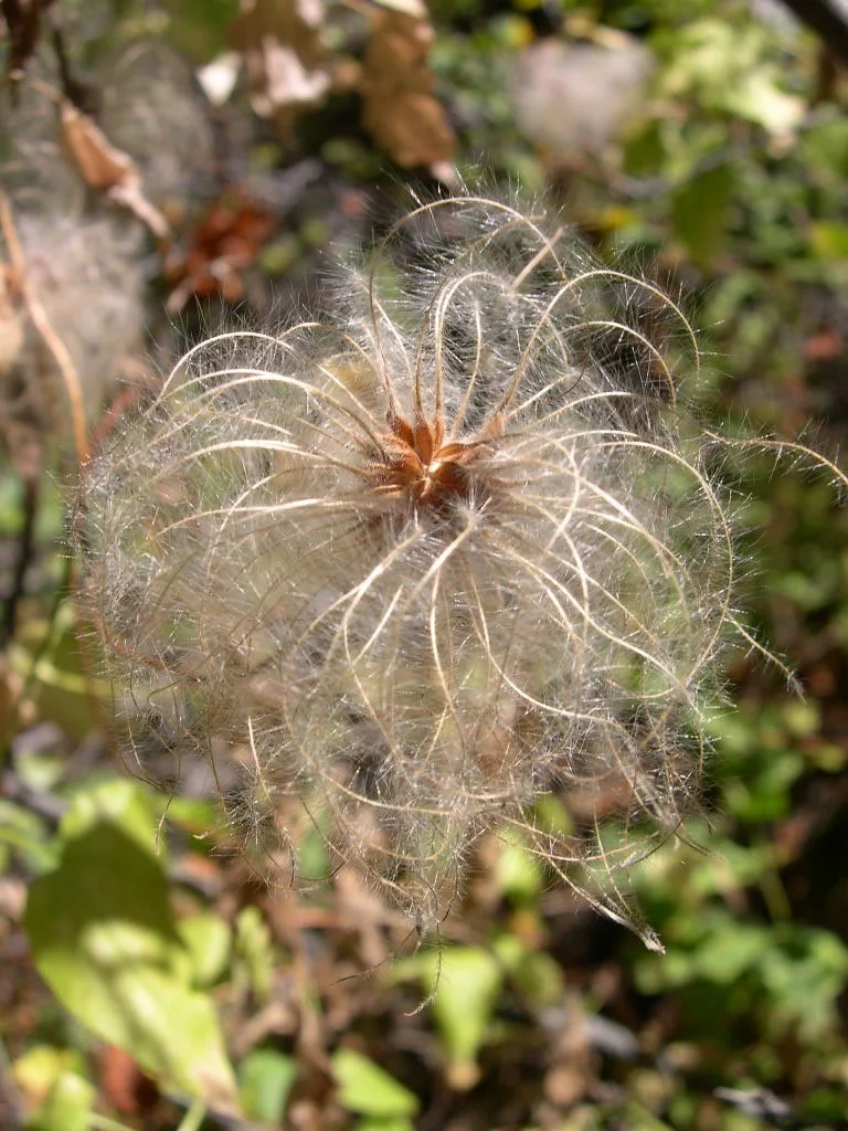 Clematis_ligusticifolia_fruits-8-27-04.jpg
