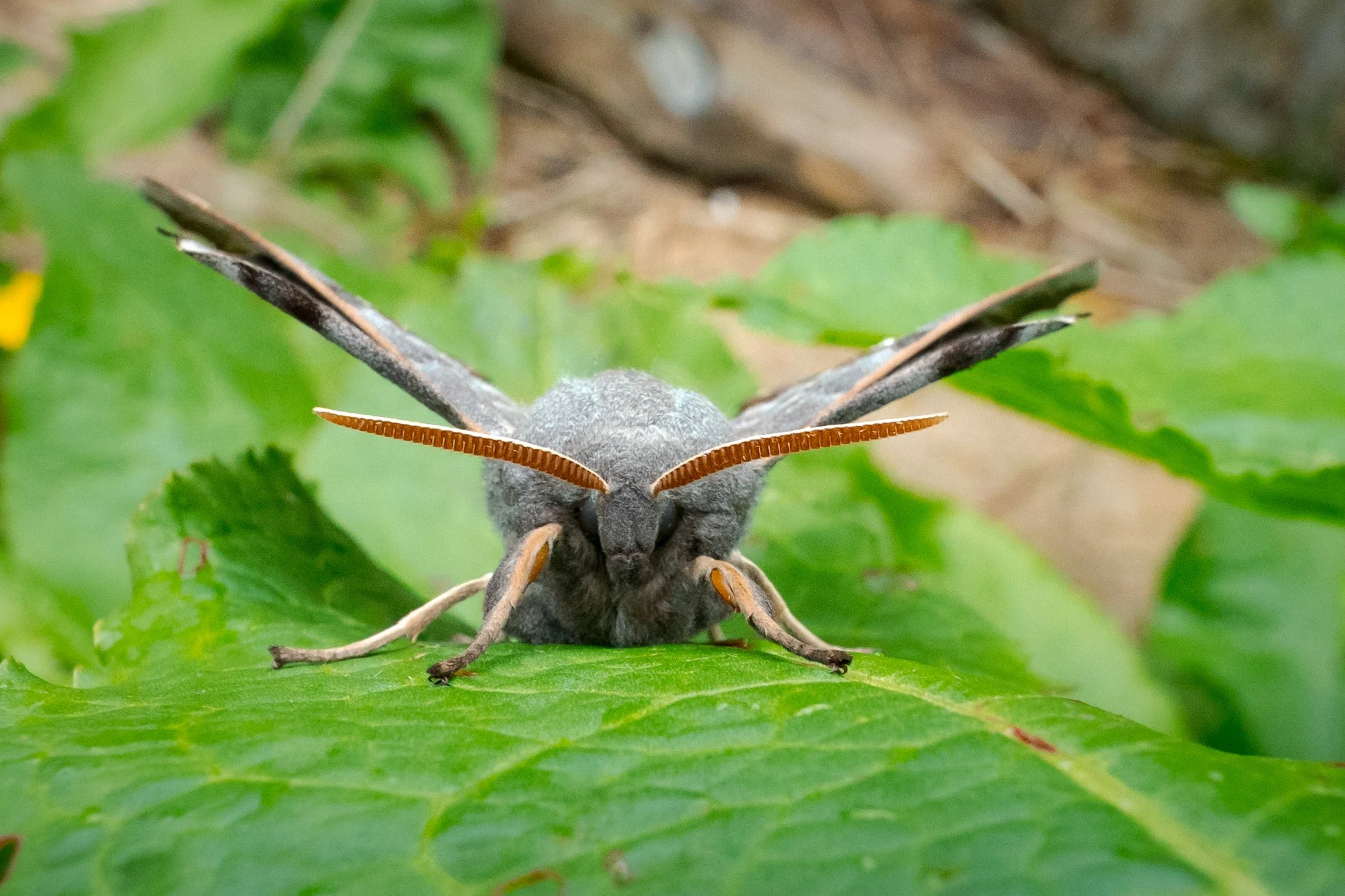 Poplar Hawkmoth3 (1).jpg