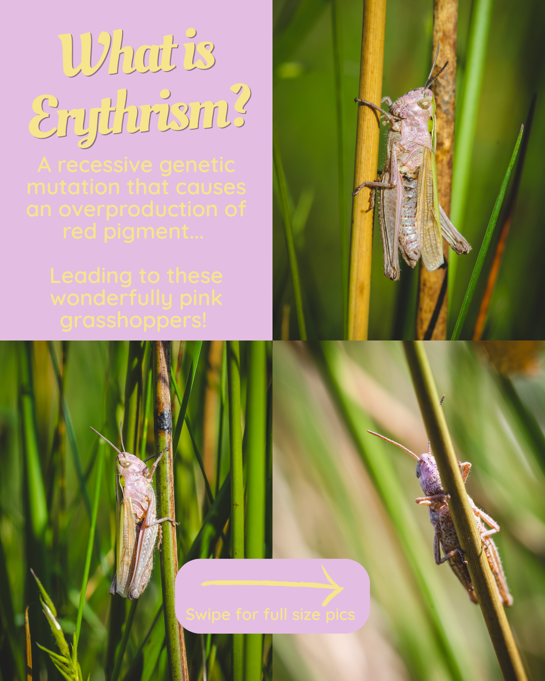 Grasshopper erythrism v2 (1).png