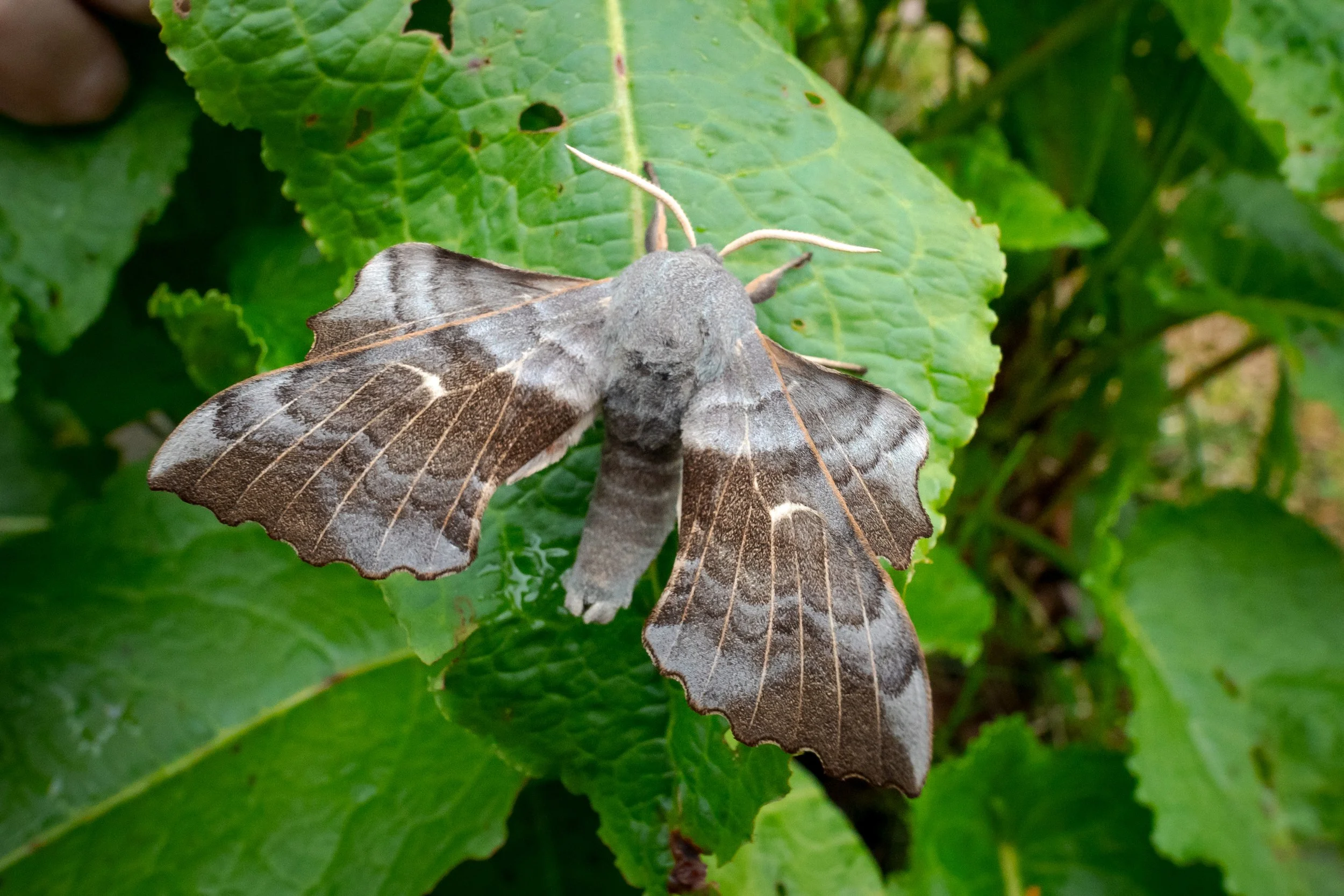 Poplar Hawkmoth4 (3).jpg