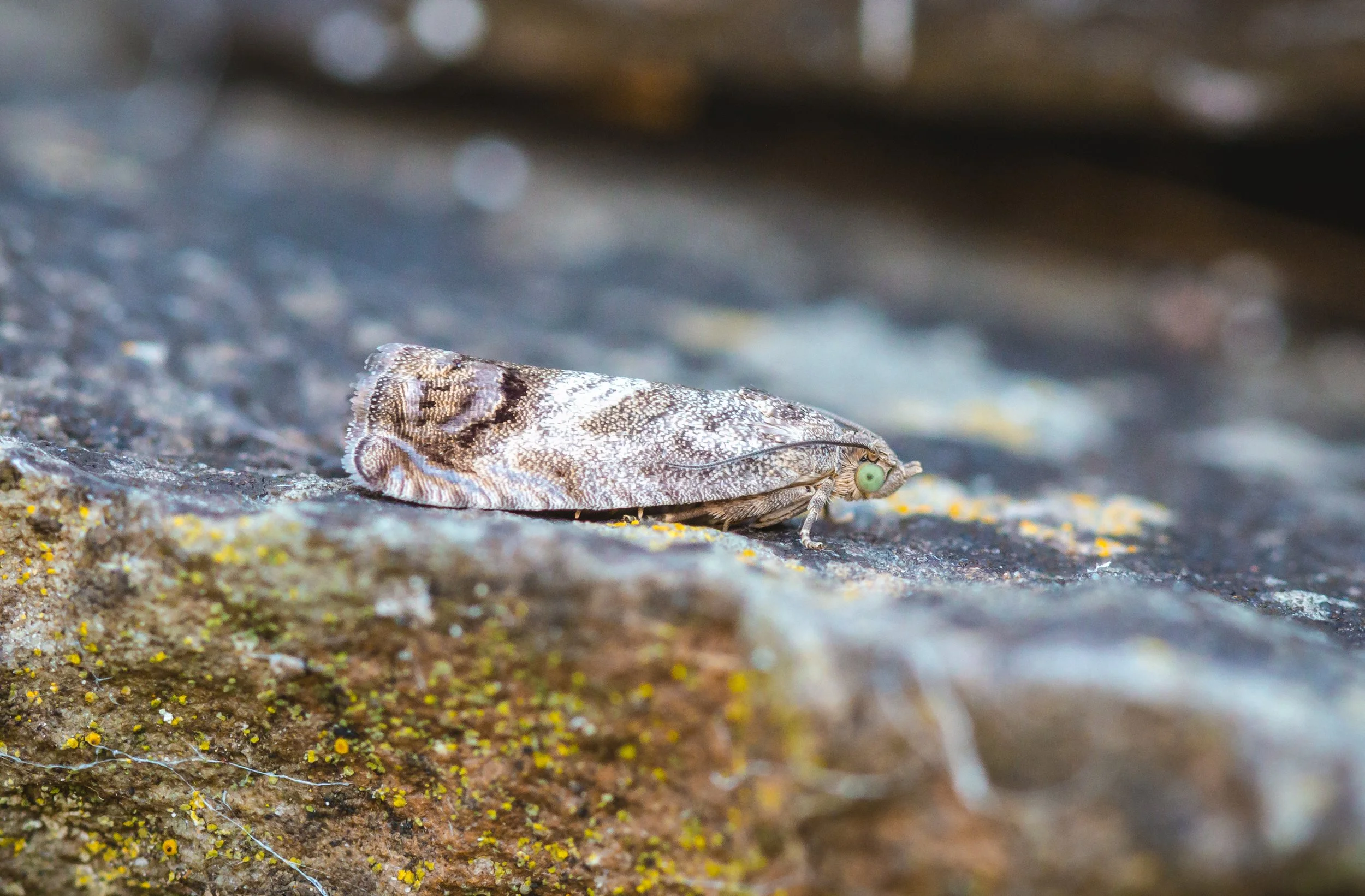 20260811 Green Eyed Moth (stacked).jpg