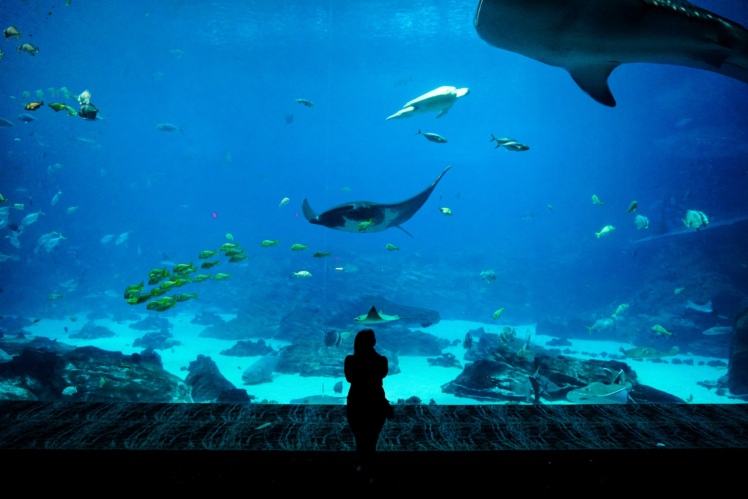 aquarium.jpg
