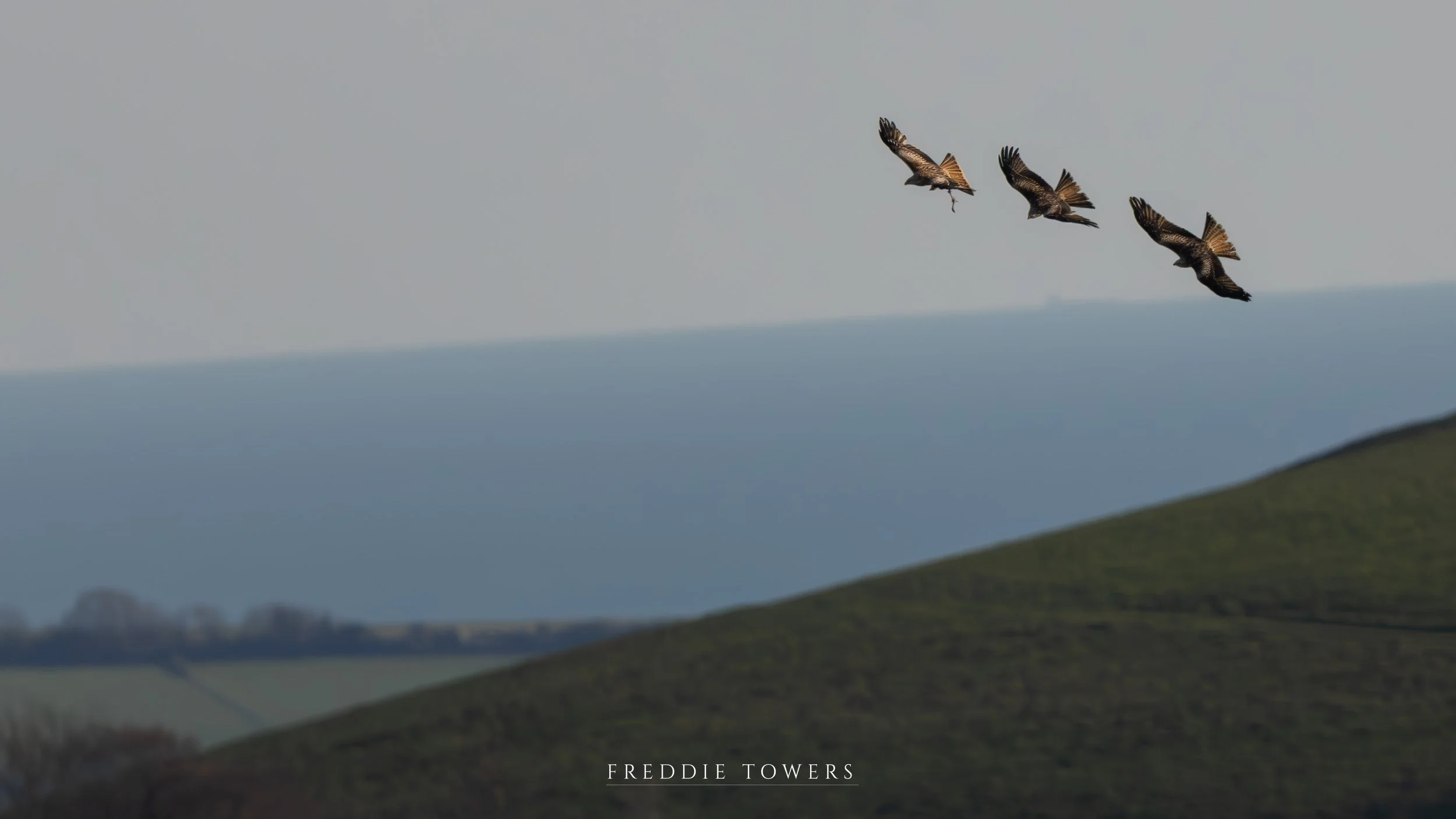 Red kite Print