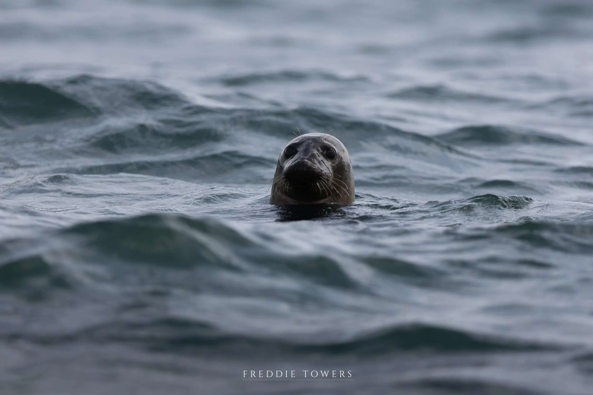 Seal print