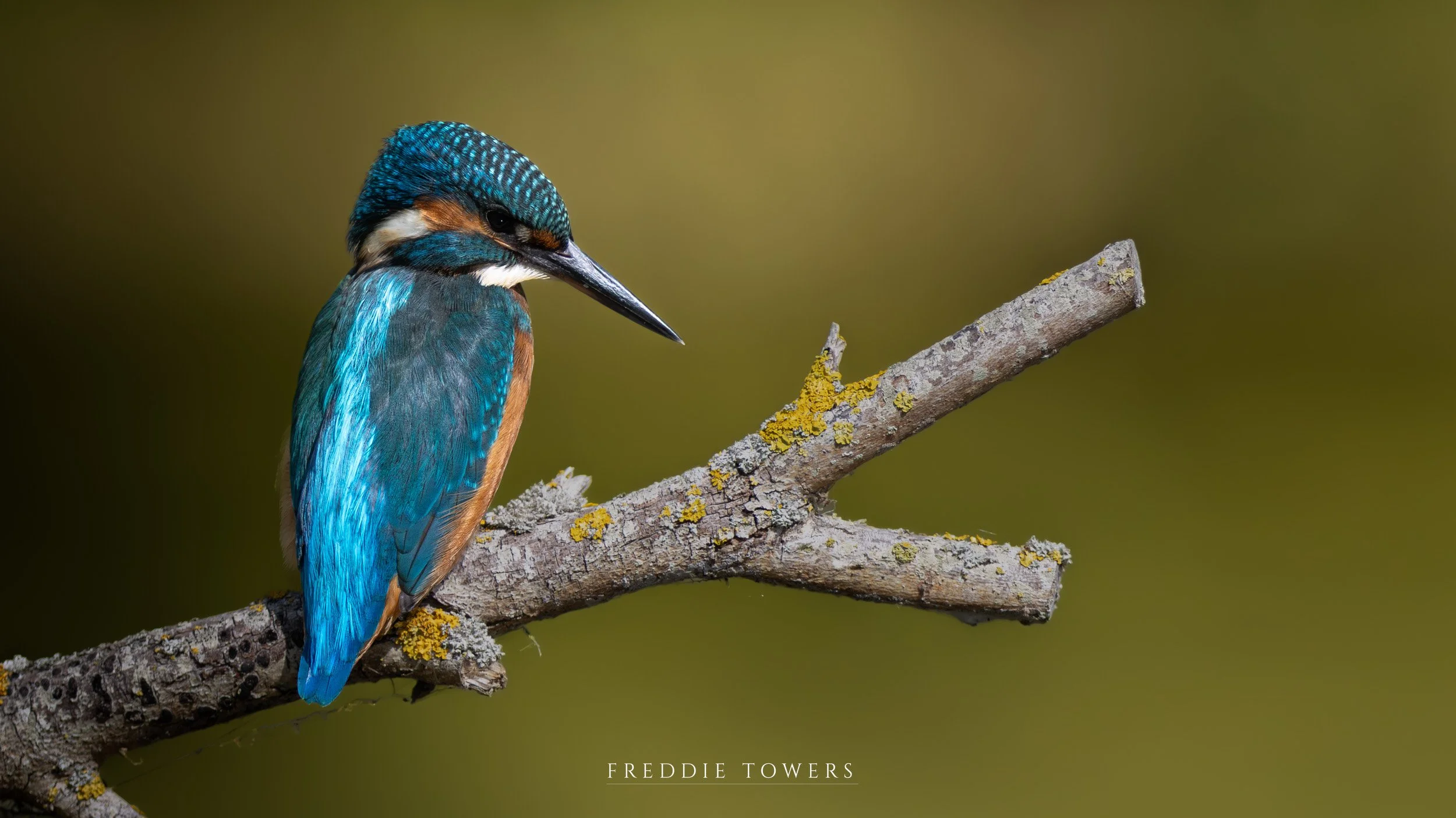 Kingfisher Print