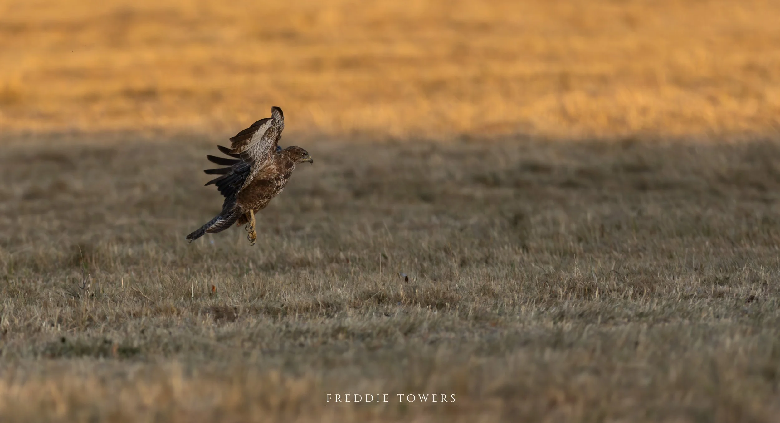1I6A7270-2-2.jpg