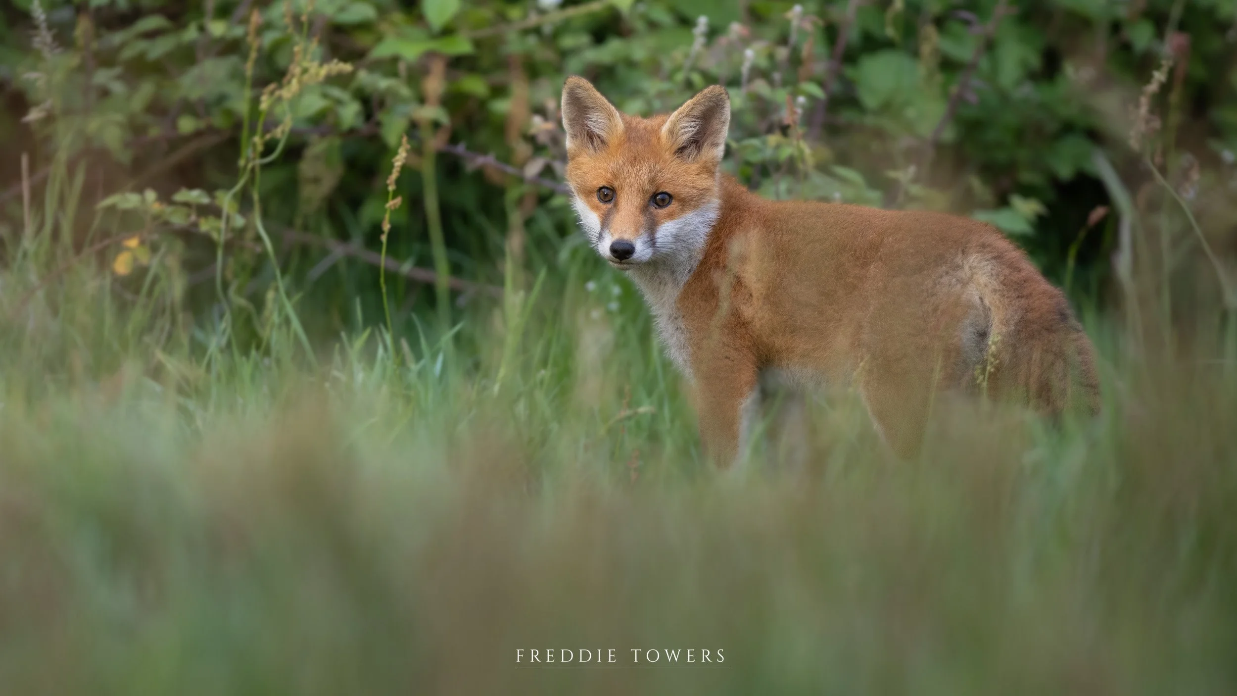 Red Fox Print