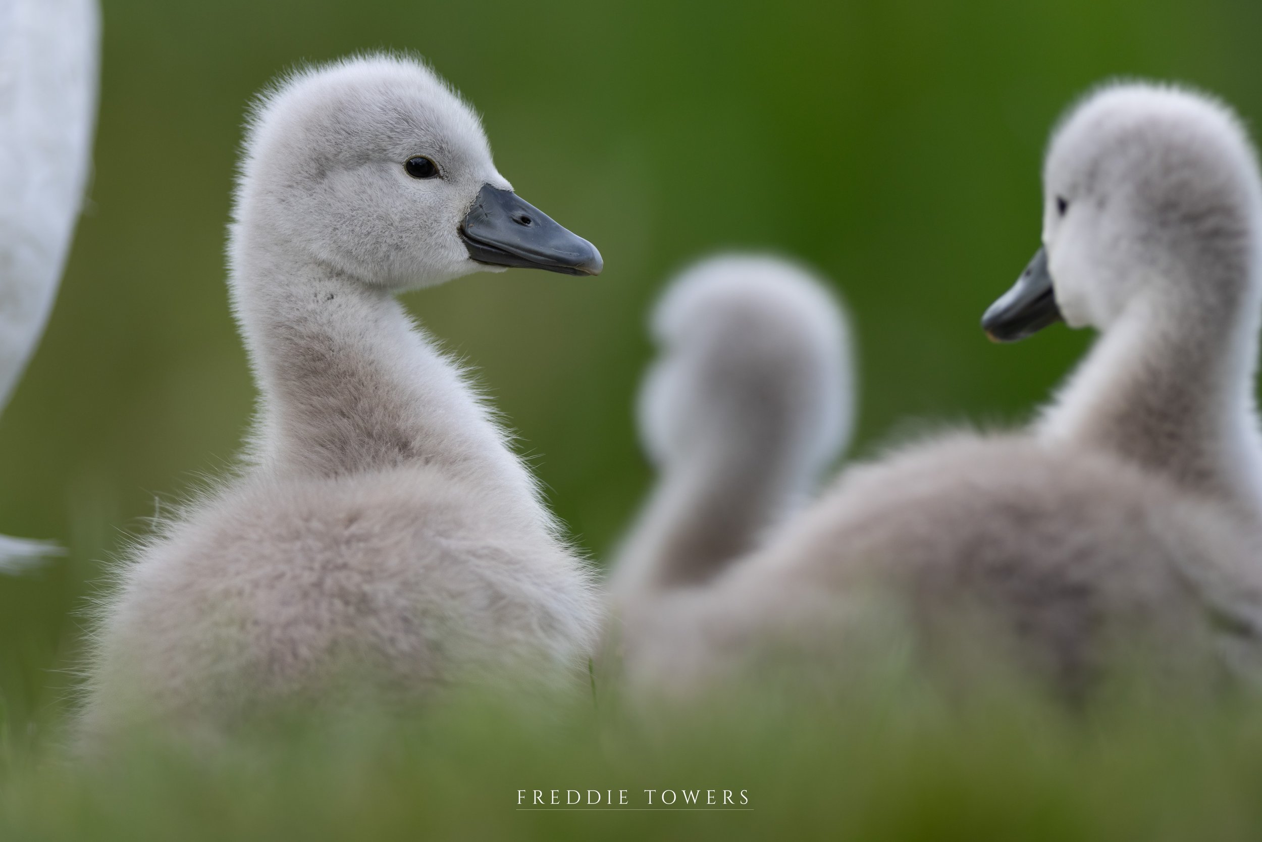 Swan Cygnets