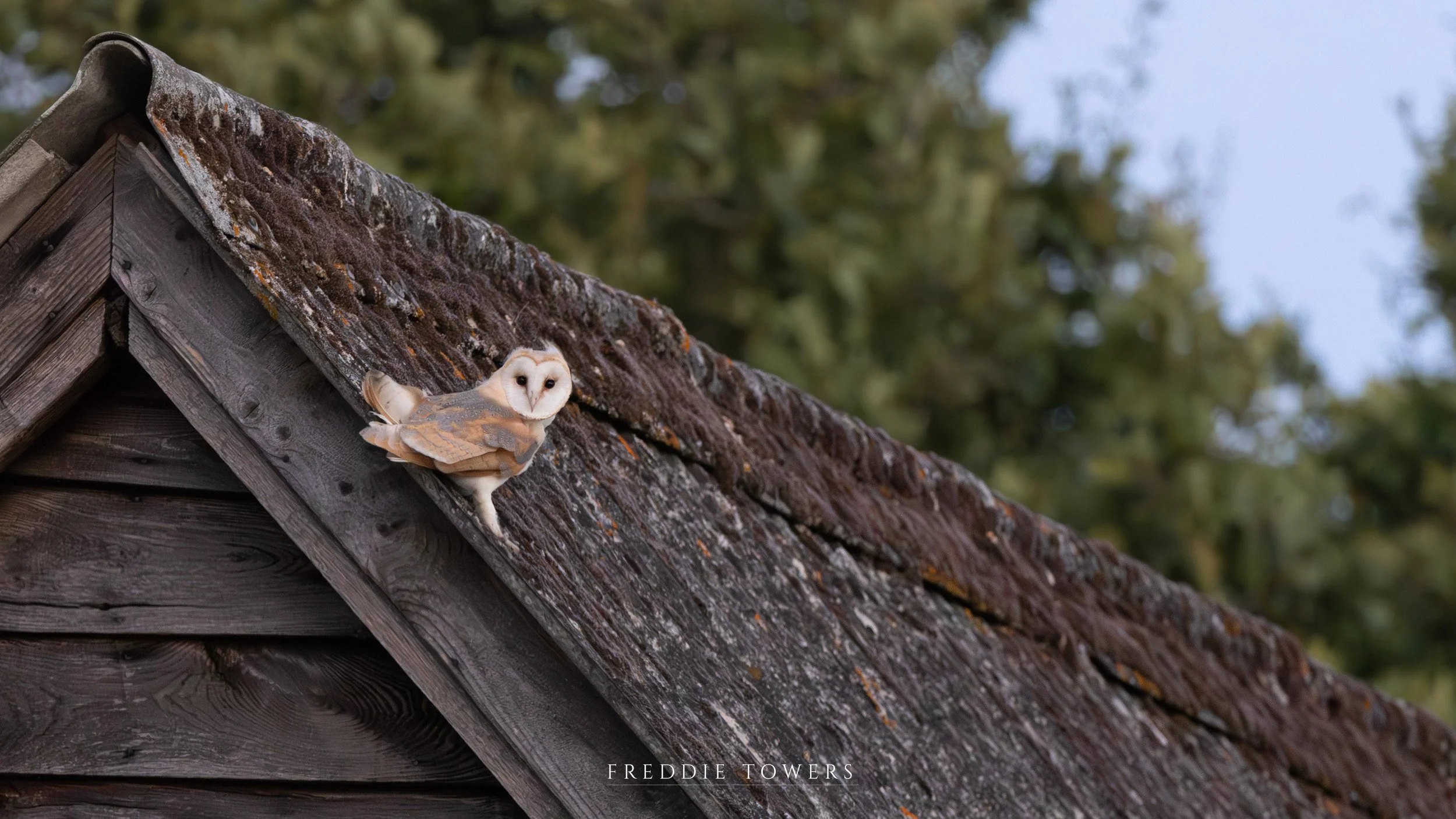 Barn Owl Print