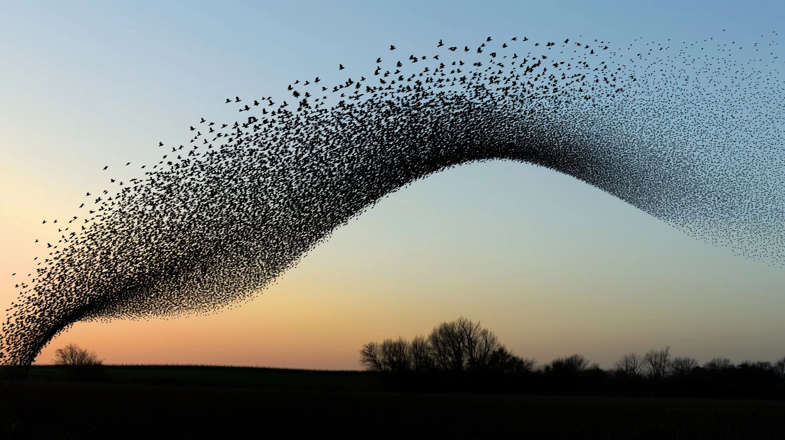 A murmuration of birds flying in a dense, curved formation across the sky at sunset, with silhouetted trees in the foreground.