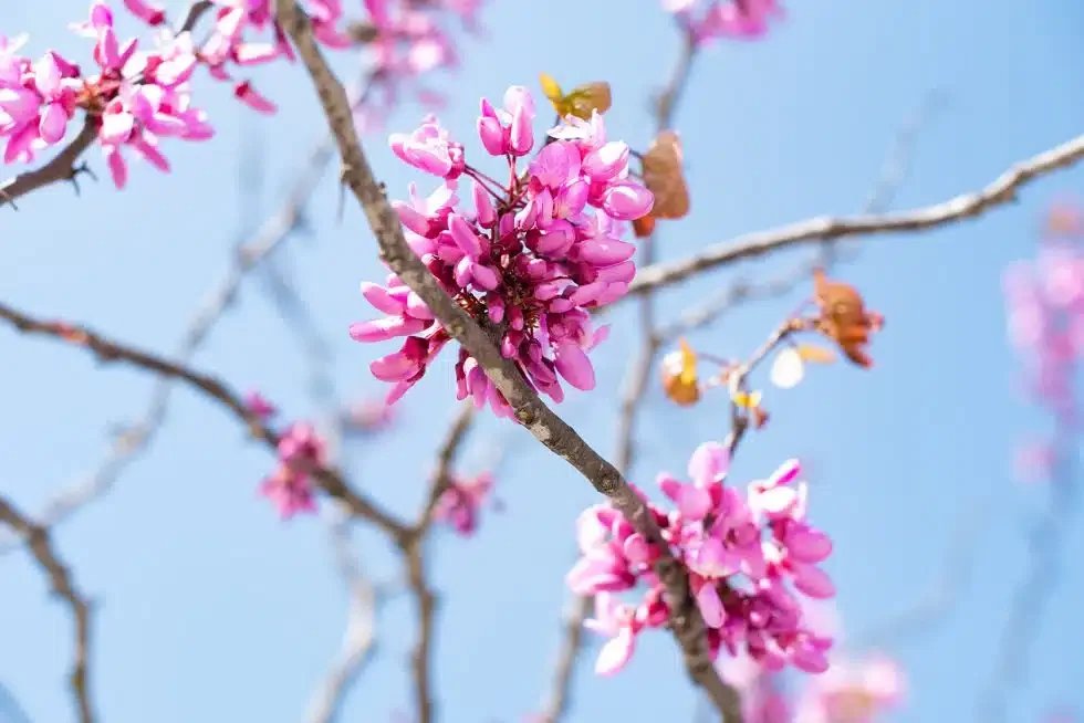 “Spring Forward” — More than just a time change
