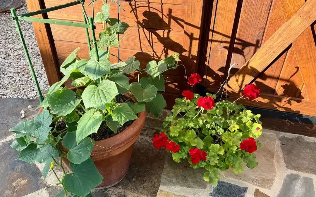 Garden Wisdom