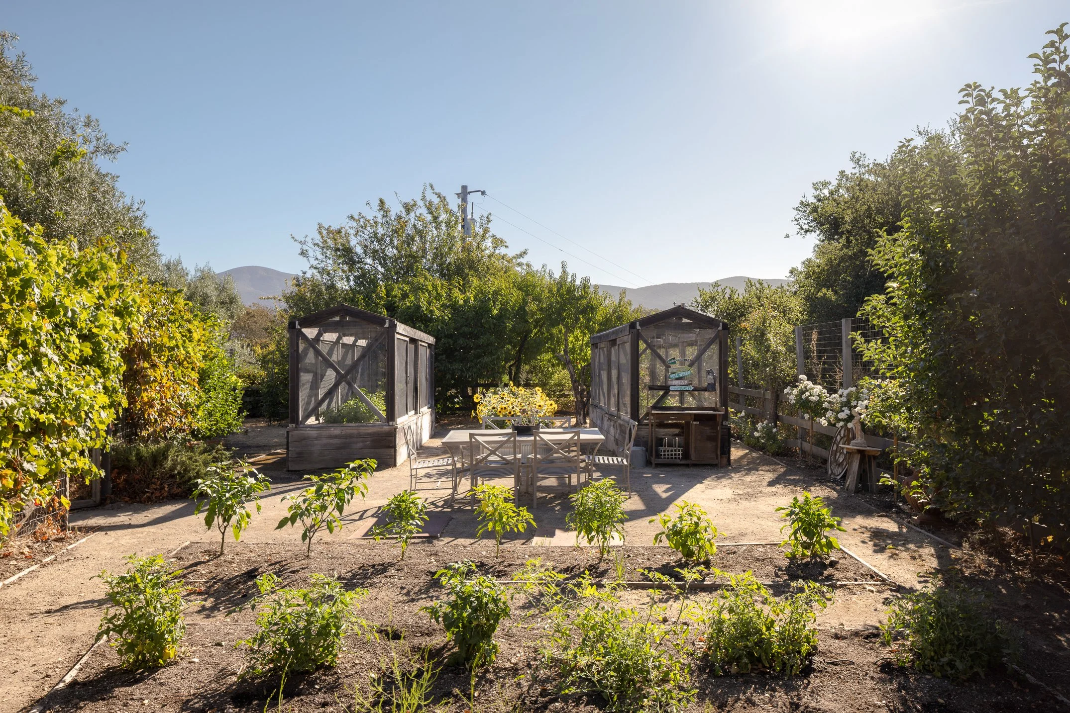 A garden with rows of young plants, possibly tomato plants, and small greenhouses. There are trees and bushes surrounding the garden, with mountains in the background and a clear blue sky overhead.