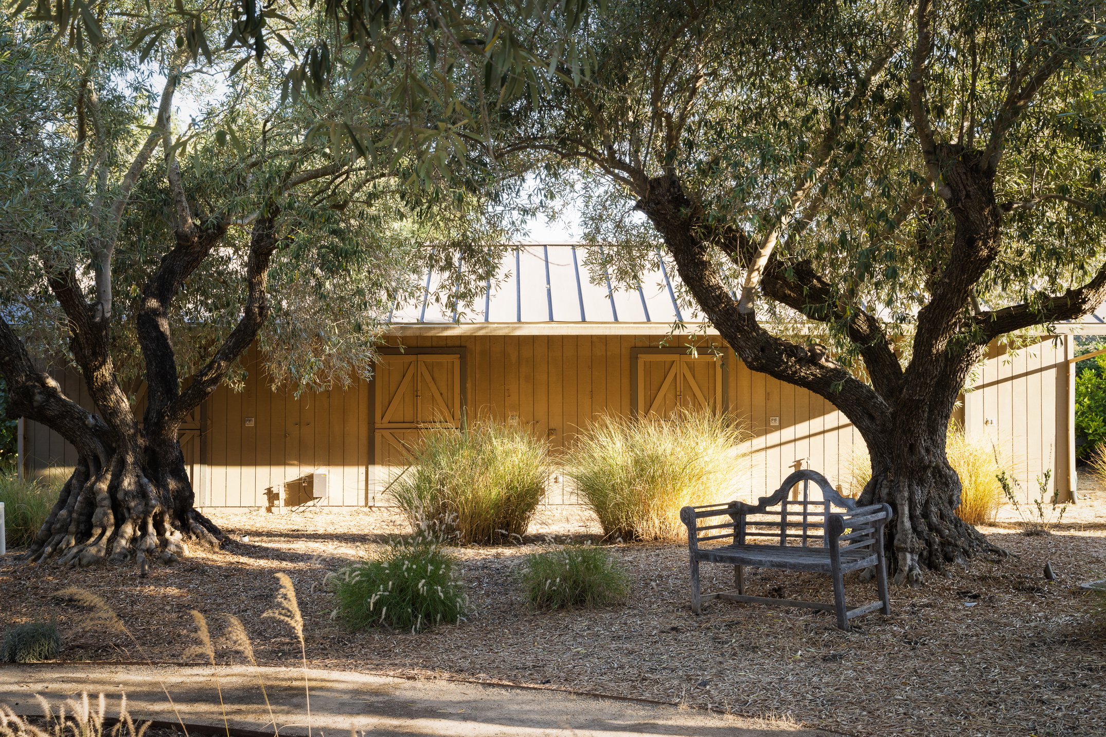 Two large mature trees with thick, gnarled trunks and dense green foliage frame a wooden building with closed shutters and a metal roof, surrounded by drought-tolerant shrubbery and dry ground.