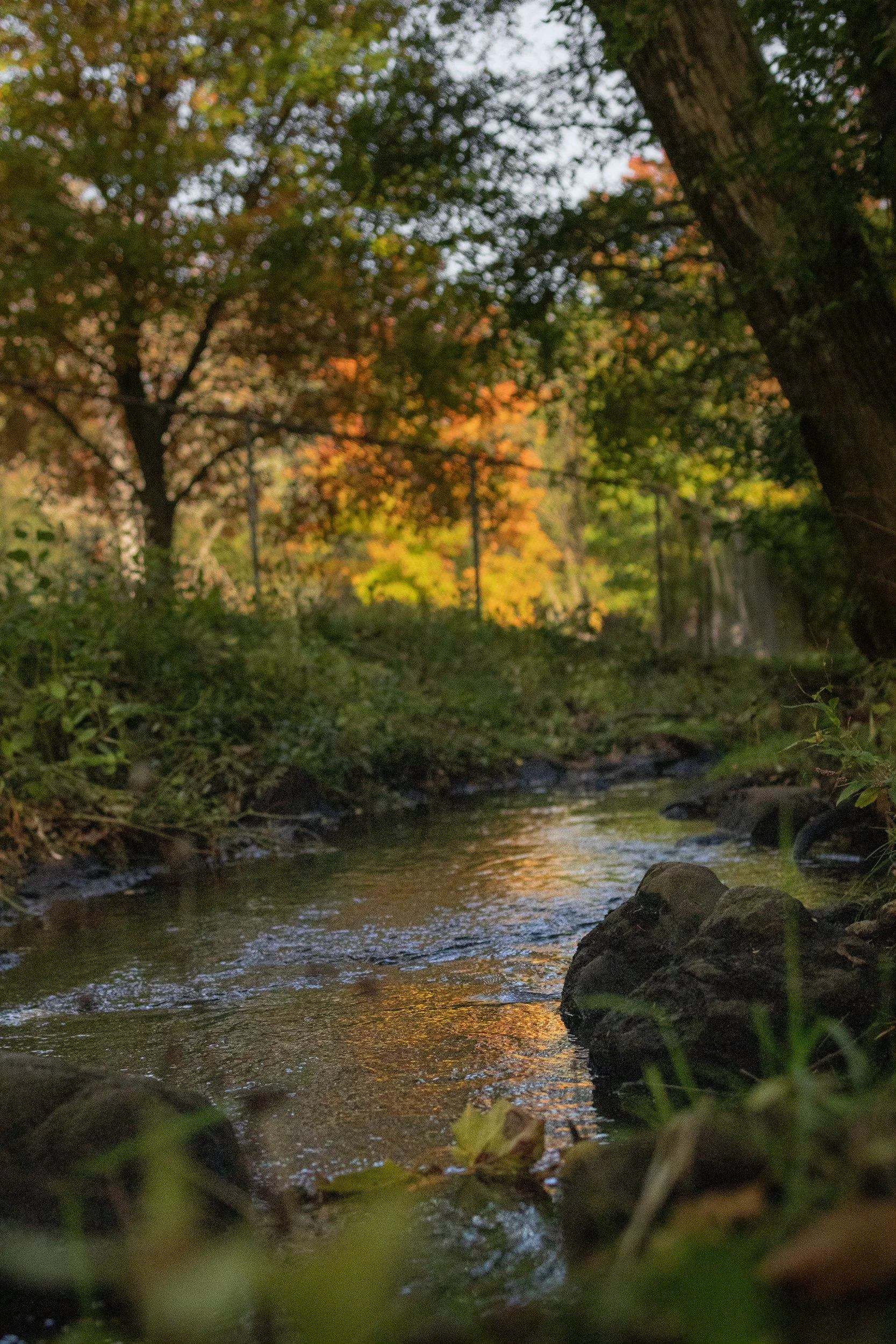 A small  serene creek surrounded by lush green trees with autumn-colored leaves, rocks, and water reflecting the trees and sky.