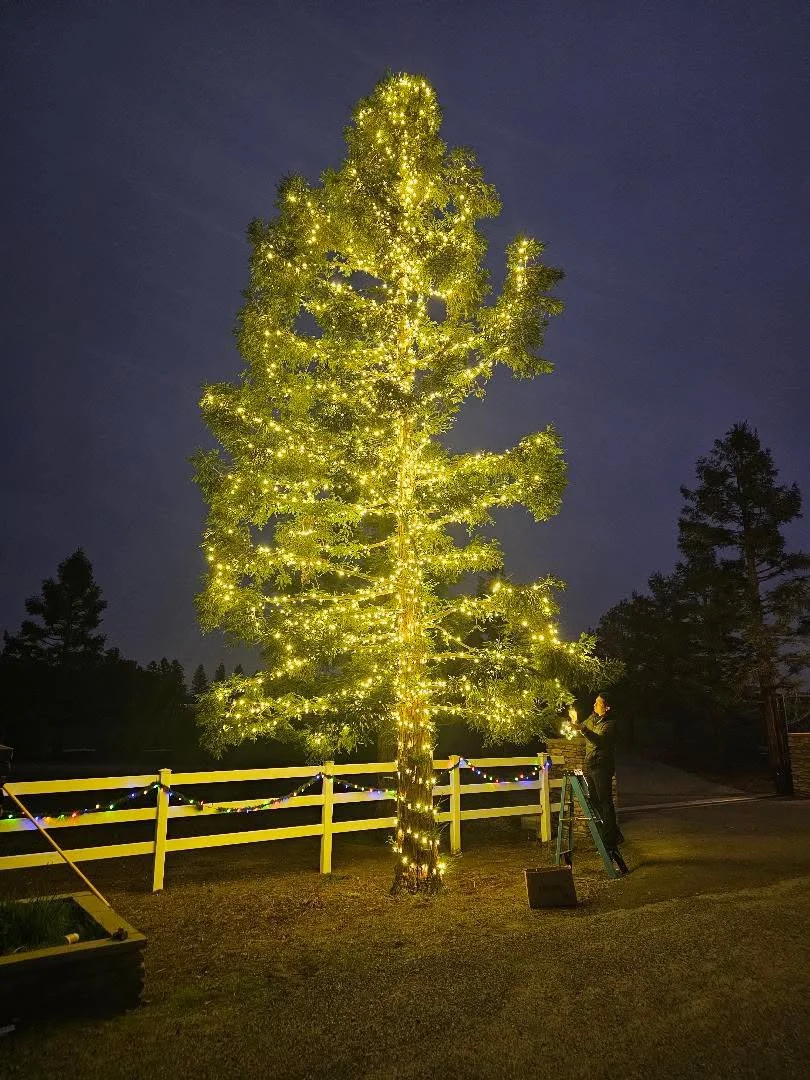 xmas-lights-fresno-tree-installation.JPG