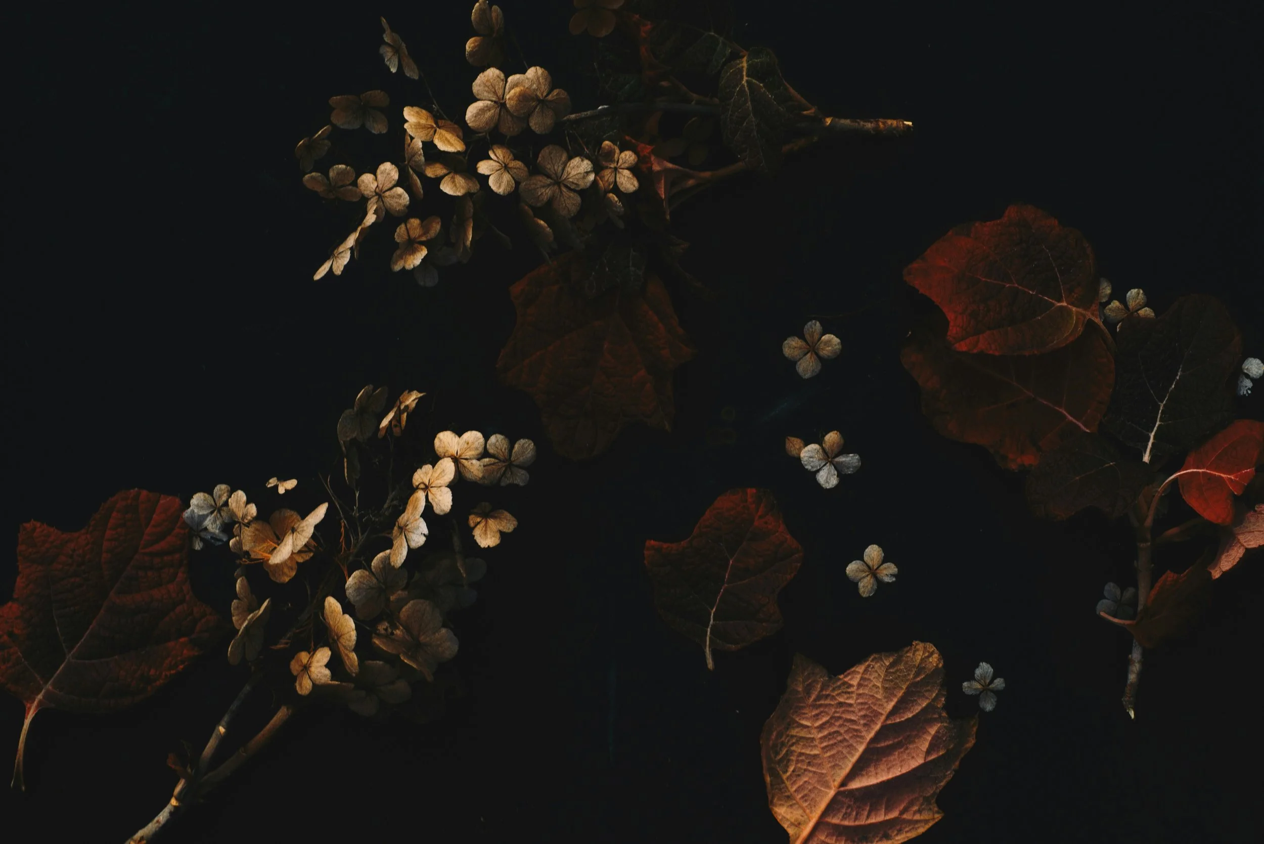 Dried hydrangea flowers with dark leaves and some brown and red autumn leaves scattered on a black background.