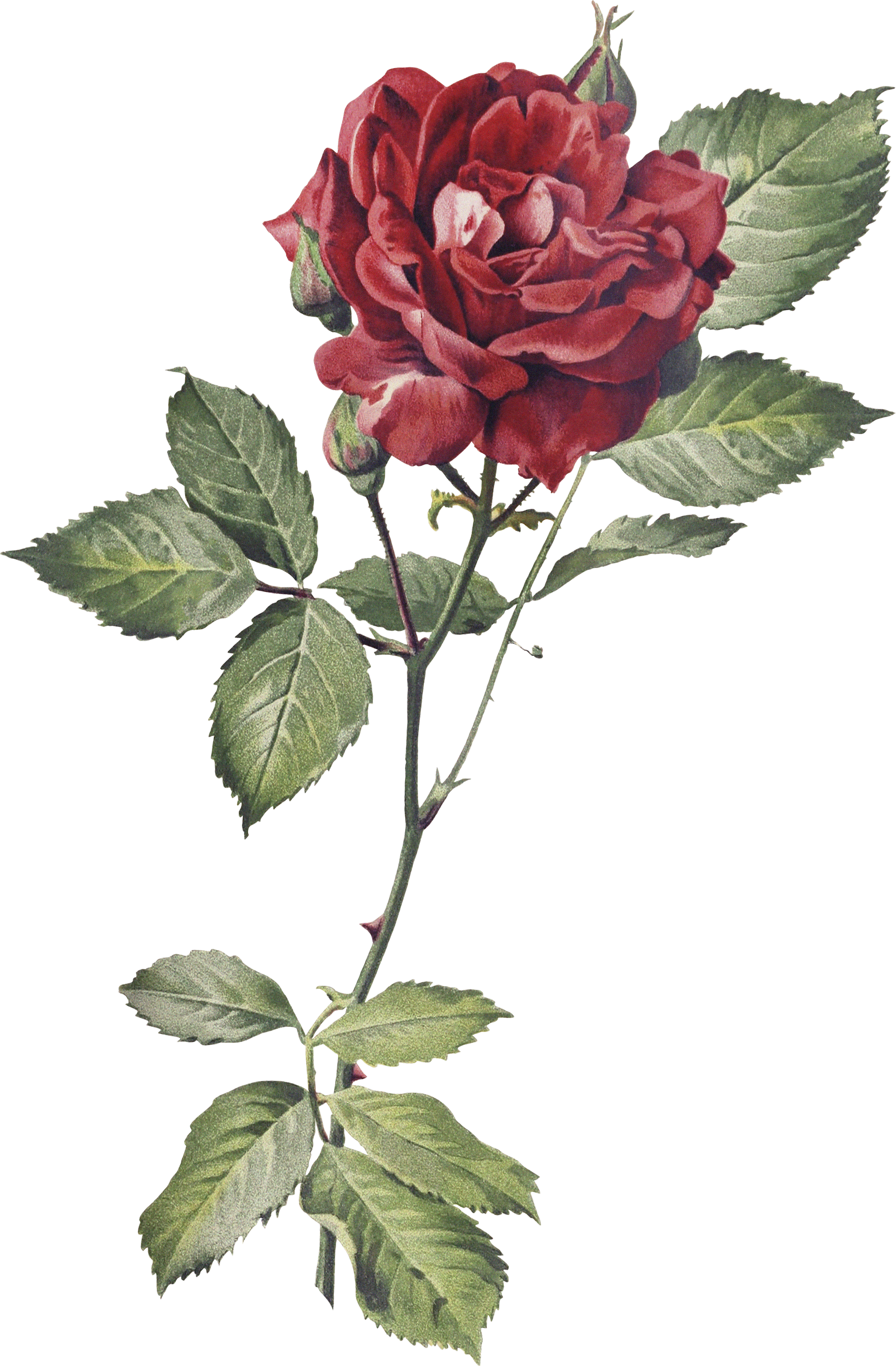 A single red rose with green leaves on a stem.