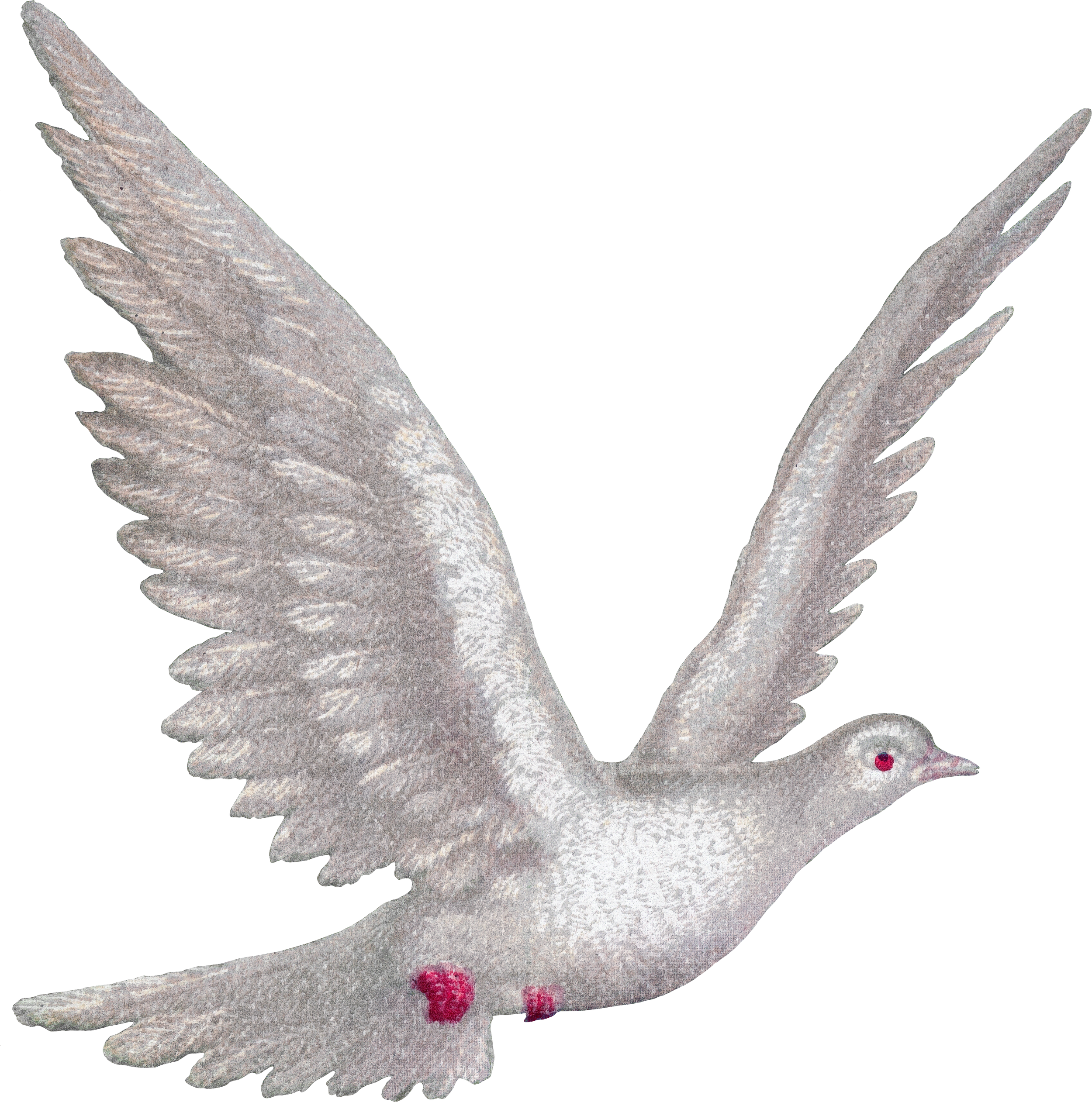 A detailed illustration of a white dove in flight, with wings spread wide, detailed feathers, and a small, red dot for an eye.