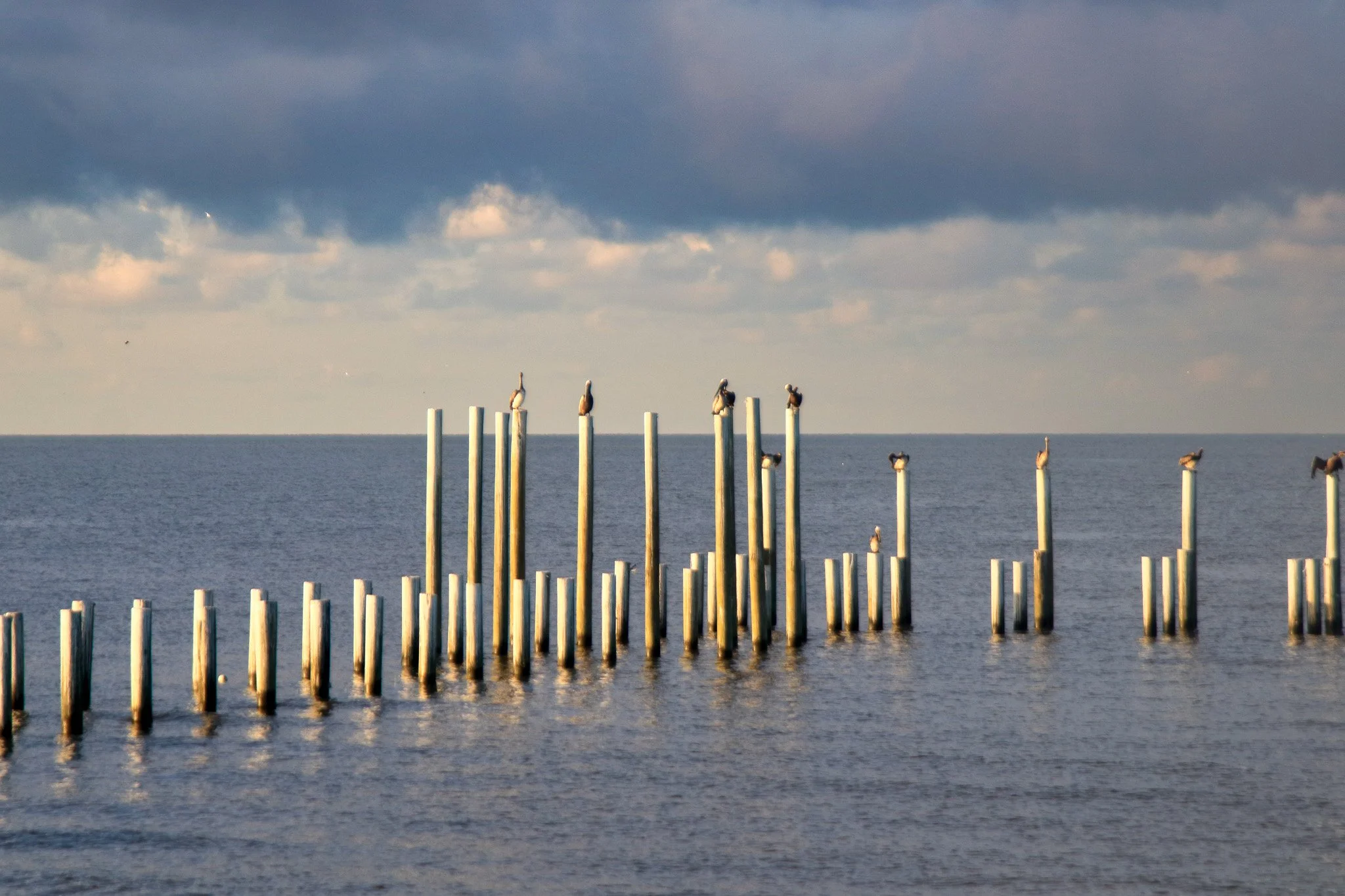 Pilings of Pelicans