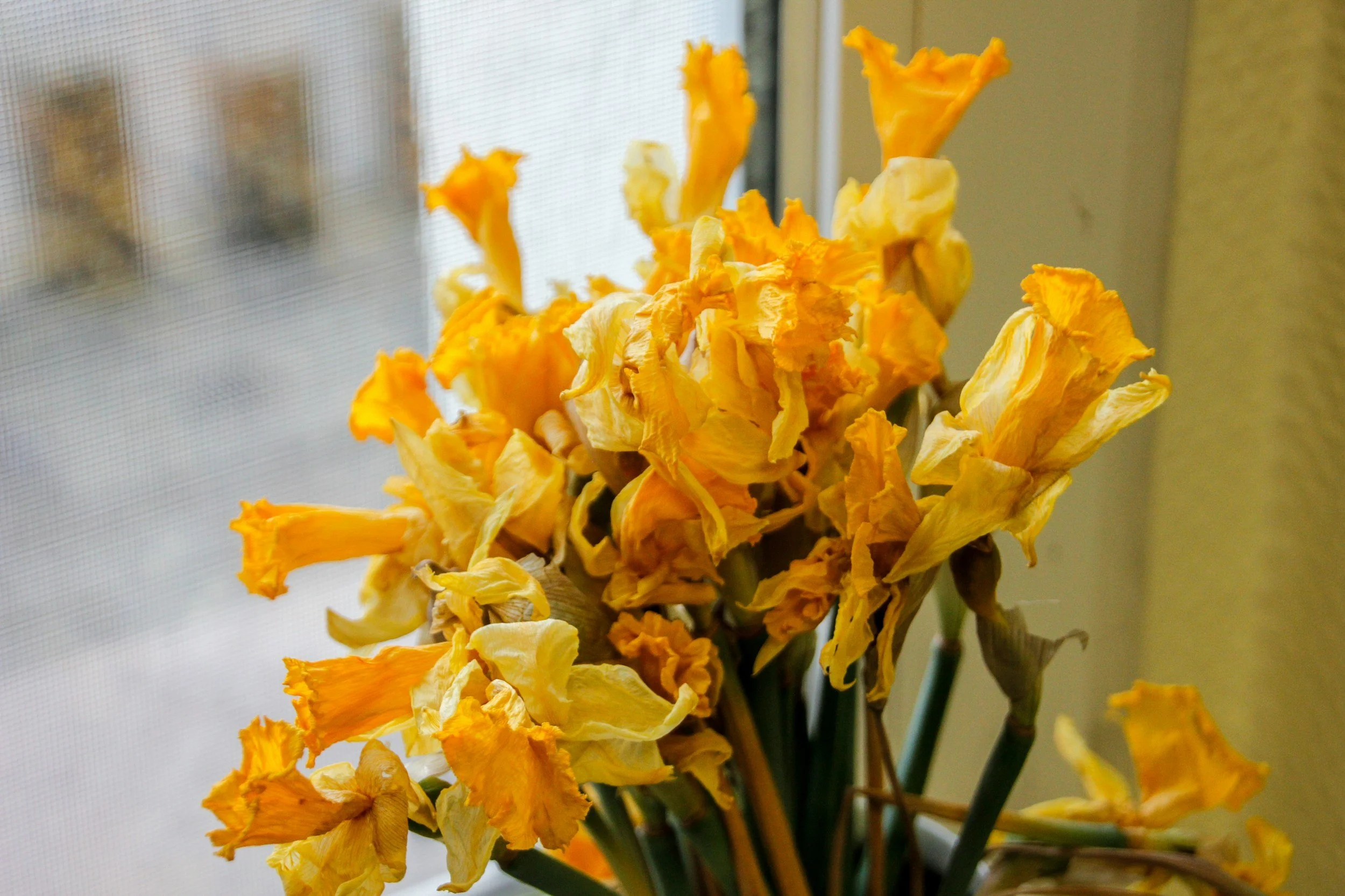 Close-up of yellow and orange flowers placed near a window with a mesh screen.