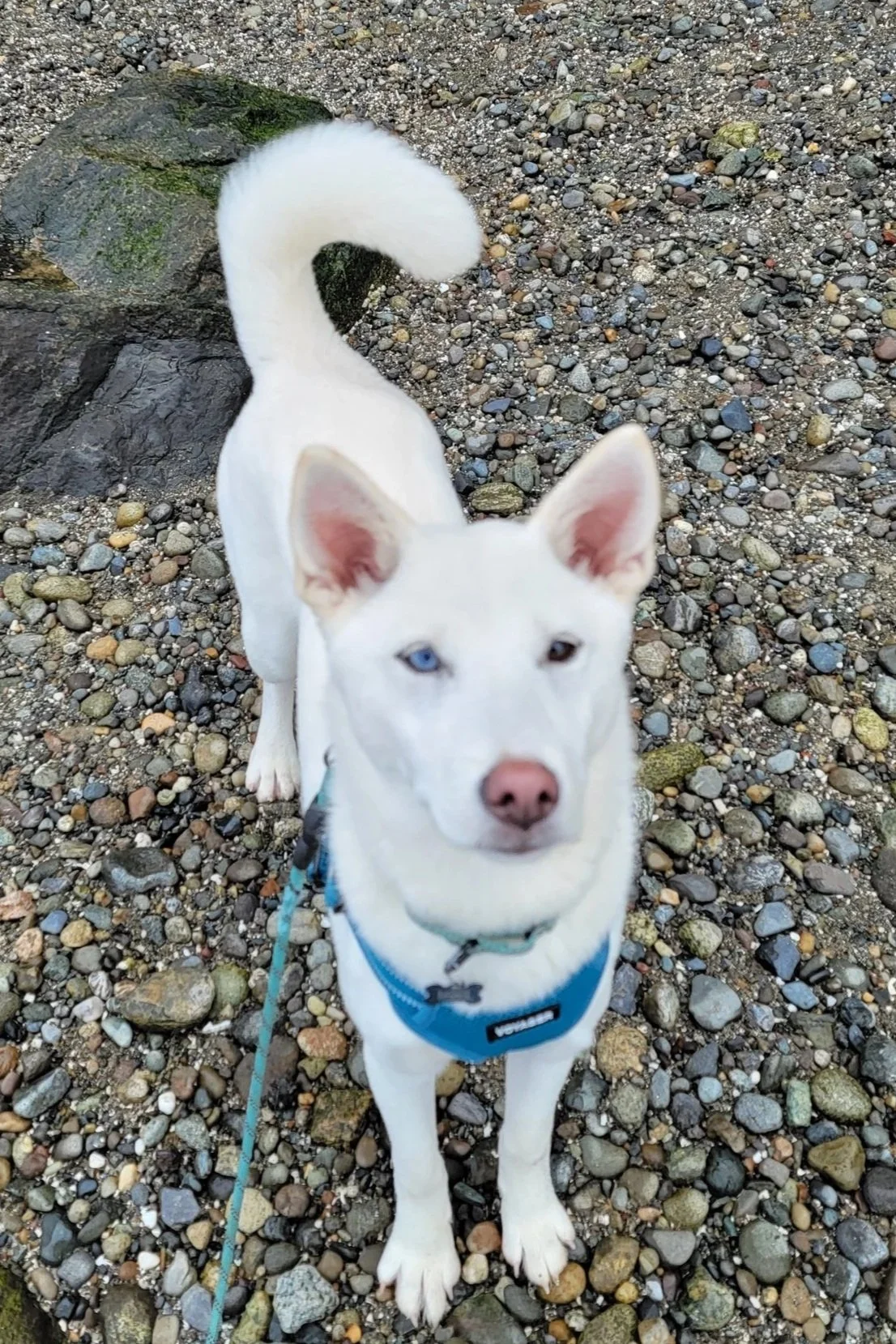 A white dog with heterochromatic eyes, one blue and one brown, standing on a gravelly beach in front of rocks, wearing a blue harness and leash.