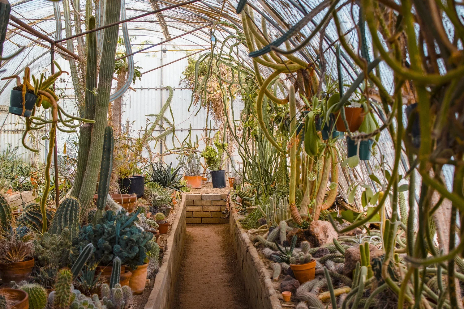 A greenhouse interior filled with various cacti and succulents on soil beds, with a narrow dirt pathway down the center, and a corrugated metal wall at the back.