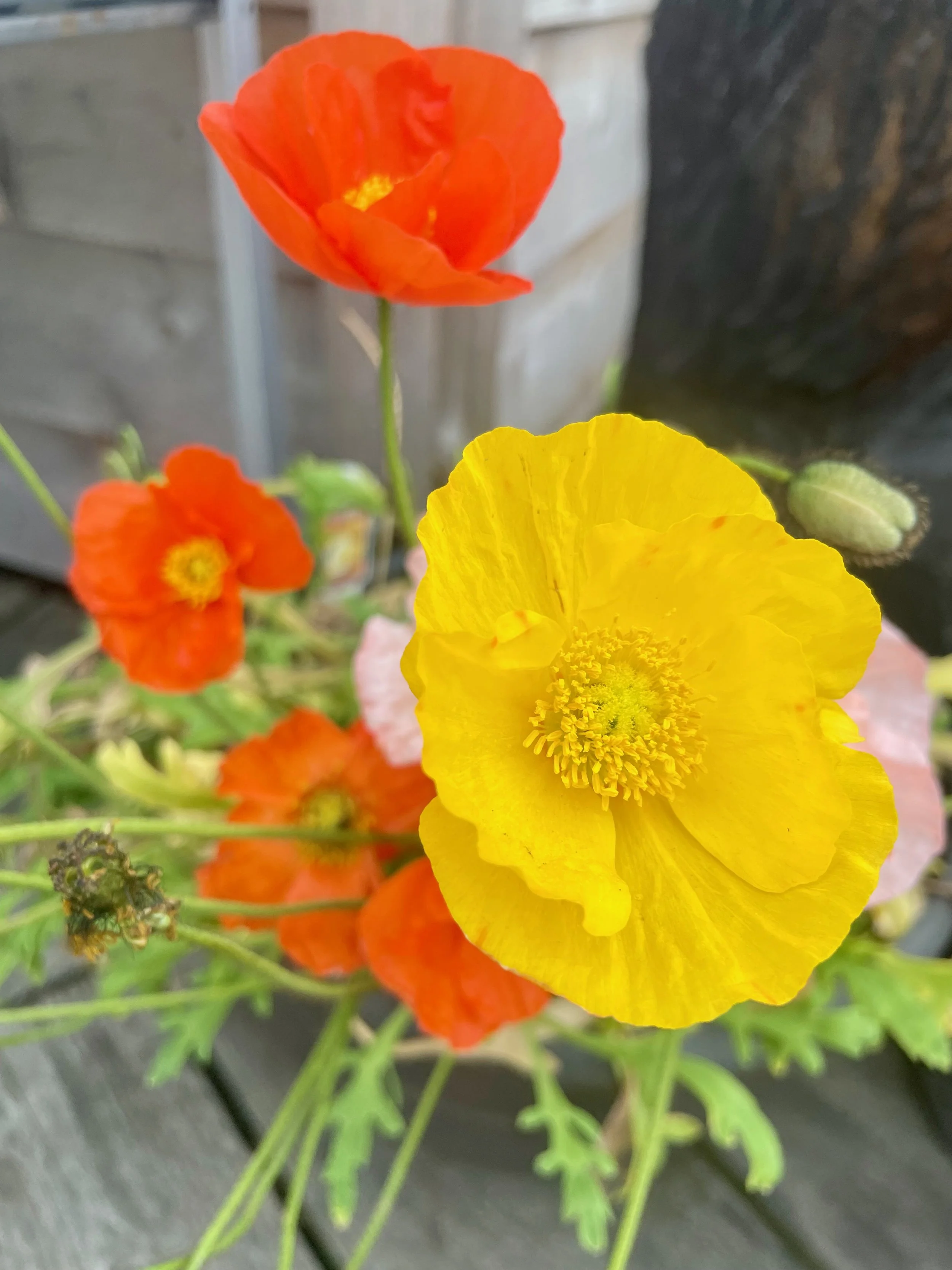 Close-up of a vibrant yellow poppy flower with a yellow stamen and petals, among orange poppies with darker centers and green foliage on a dark surface background.