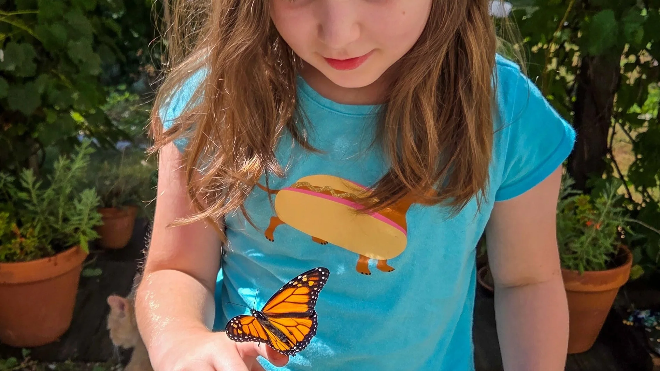 It’s Monarch Hatching Season