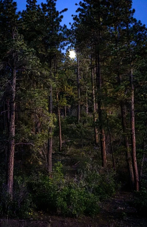 NATURE & LANDSCAPE