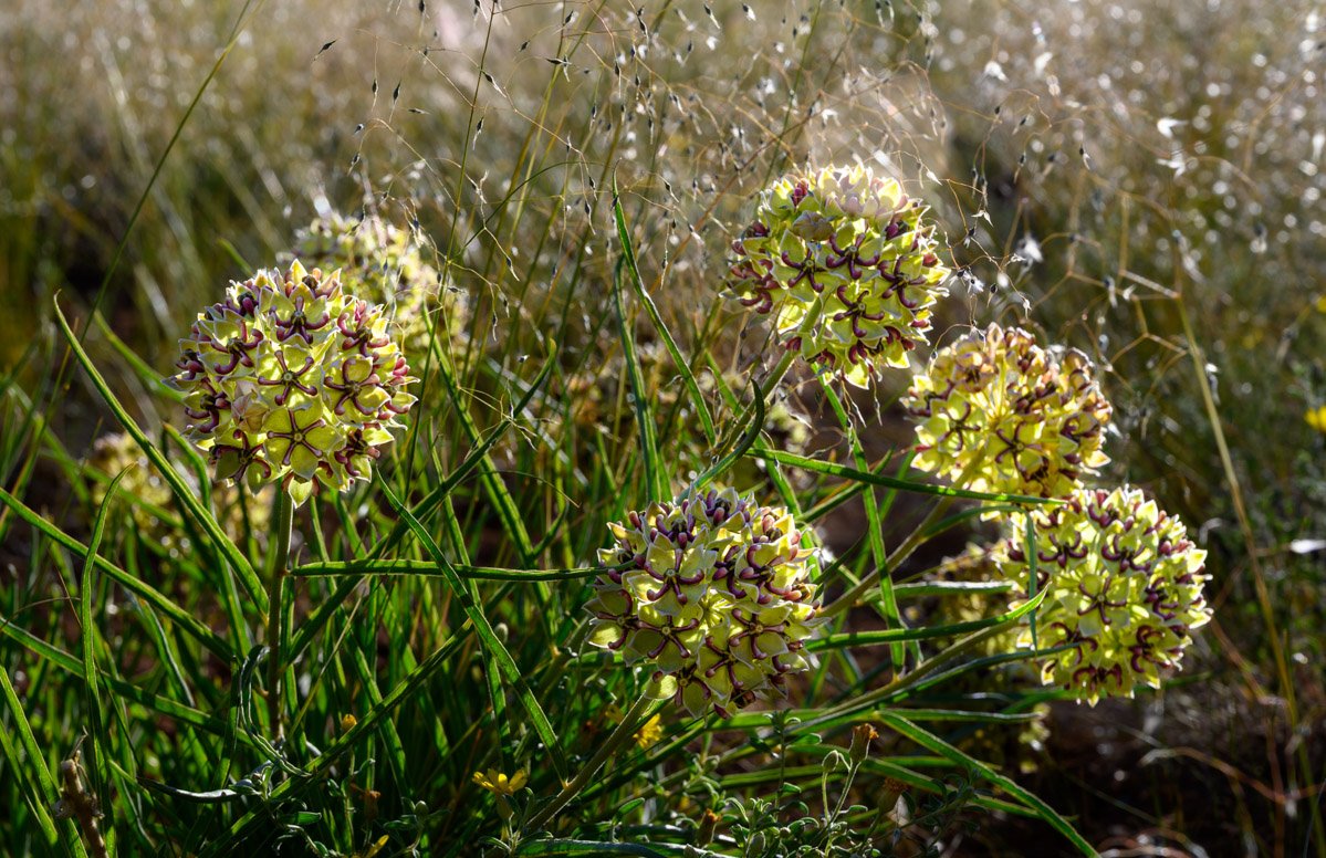 FLOWERS & WEEDS
